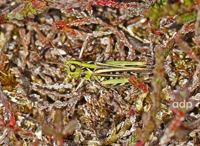 Mottled Grasshopper, Myrmeleotettix maculatus, Alan Prowse